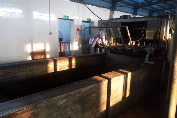 屠宰场使用电加热<a href='http://www.zzjkjd.com/zhengfaqi/'>蒸汽发生器</a>消毒杀菌高效