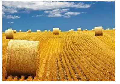 秸杆产业化渐行渐近 战略定位仍需进一步明确(图1) 秸杆产业化渐行渐近 战略定位仍需进一步明确(图1)