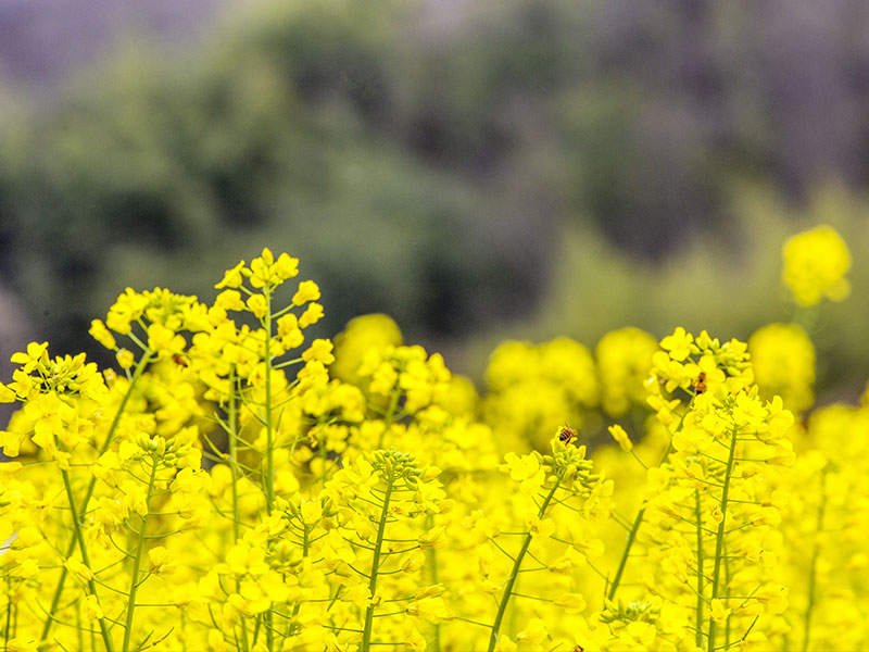 蒸汽发生器如何作用于榨菜籽油呢?(图1) 蒸汽发生器如何作用于榨菜籽油呢?(图1)