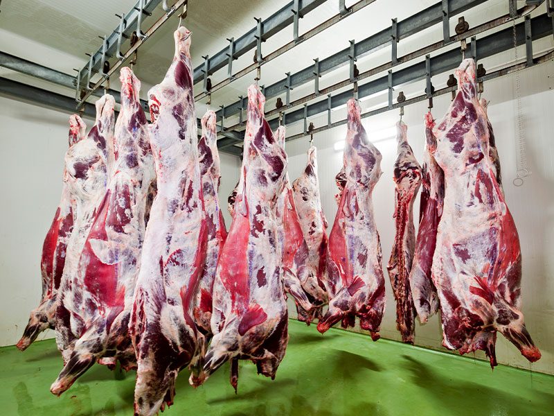 屠宰场脱毛时,蒸汽发生器能产生怎样的作用?(图2) 屠宰场脱毛时,蒸汽发生器能产生怎样的作用?(图2)