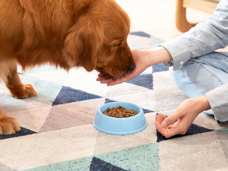 蒸汽发生器助力高品质狗粮生产(图1) 蒸汽发生器助力高品质狗粮生产(图1)