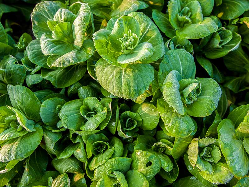 蔬菜杀青过程中复合舱蒸汽发生器的作用有哪些?(图2) 蔬菜杀青过程中复合舱蒸汽发生器的作用有哪些?(图2)