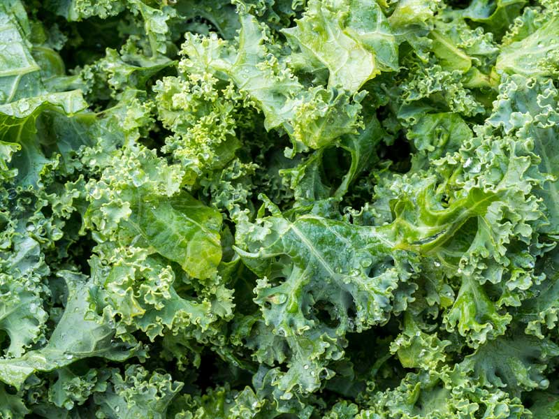 复合舱蒸汽发生器在制作羽衣甘蓝时有哪些作用?(图2) 复合舱蒸汽发生器在制作羽衣甘蓝时有哪些作用?(图2)