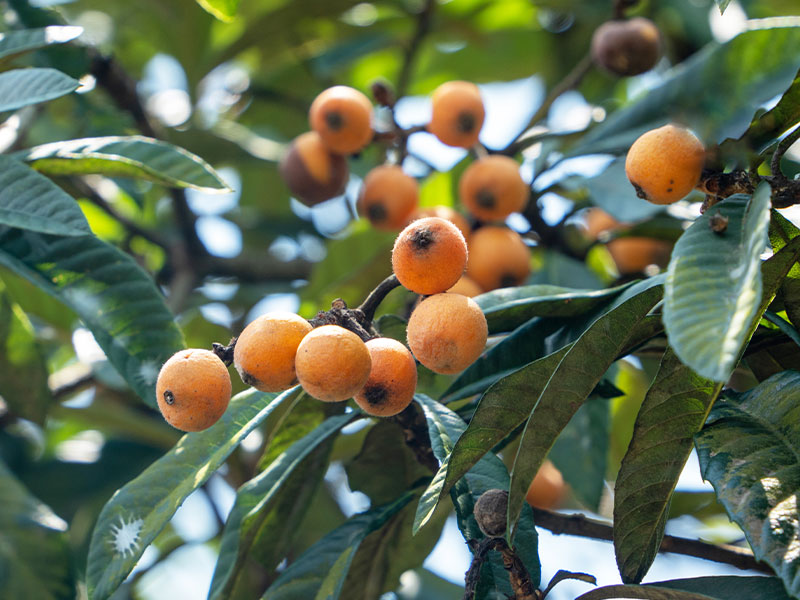 枇杷膏生产过程中蒸汽发生器会产生什么作用(图2) 枇杷膏生产过程中蒸汽发生器会产生什么作用(图2)