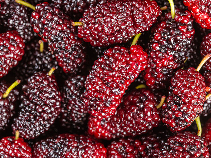 桑葚烘干背后的蒸汽发生器力量(图2) 桑葚烘干背后的蒸汽发生器力量(图2)