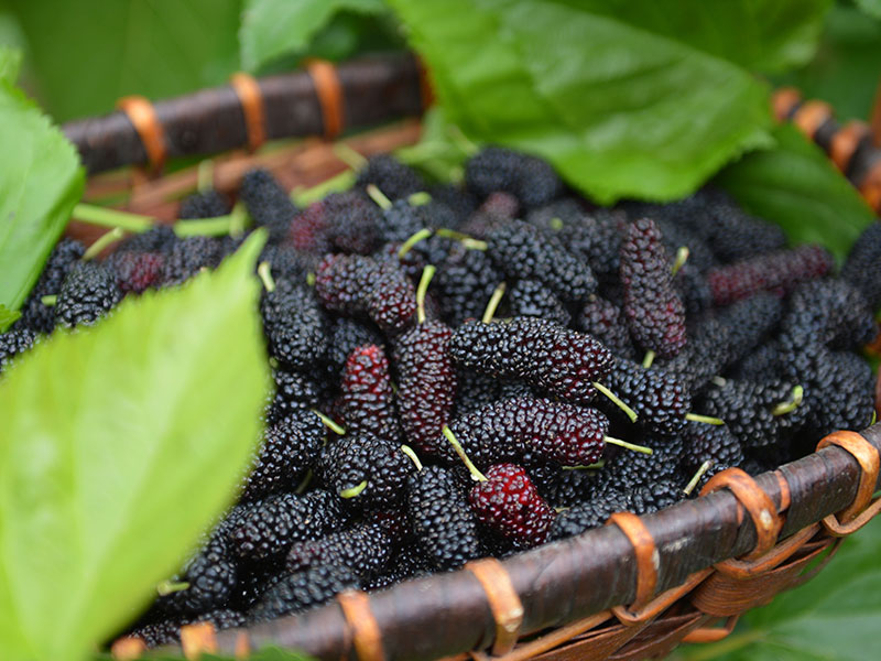 桑葚烘干背后的蒸汽发生器力量(图1) 桑葚烘干背后的蒸汽发生器力量(图1)