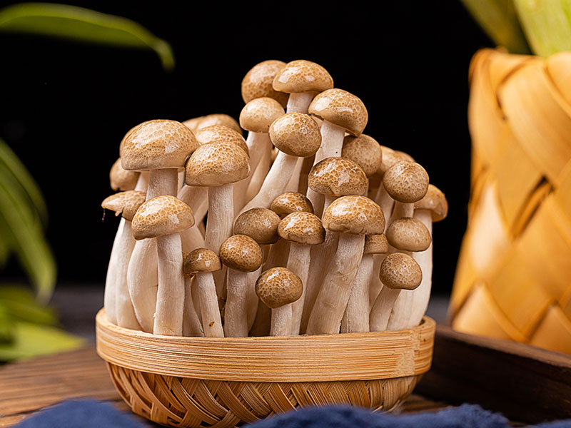 蒸汽发生器:食用菌培育的得力助手(图1) 蒸汽发生器:食用菌培育的得力助手(图1)