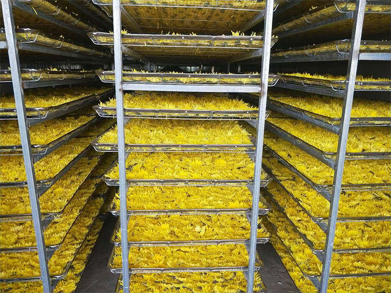 秋天的菊花摘下来就是菊花茶了?真没那么简单!(图1) 秋天的菊花摘下来就是菊花茶了?真没那么简单!(图1)