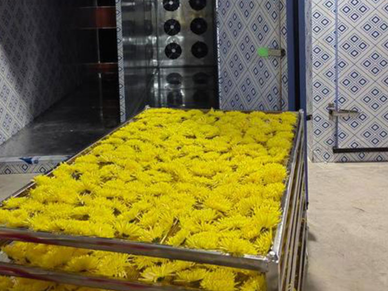 秋天的菊花摘下来就是菊花茶了?真没那么简单!(图2) 秋天的菊花摘下来就是菊花茶了?真没那么简单!(图2)