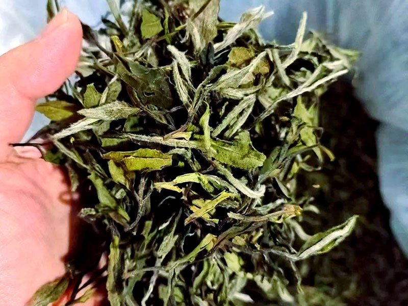 制茶省成本,复合舱蒸汽发生器比锅炉到底省在哪?(图1) 制茶省成本,复合舱蒸汽发生器比锅炉到底省在哪?(图1)