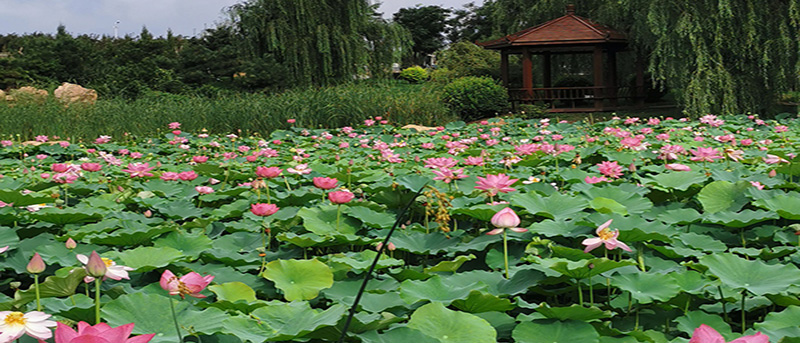 郑州炎热夏季到来，使用电加热锅炉需要注意的几个方面你知道吗(图1)